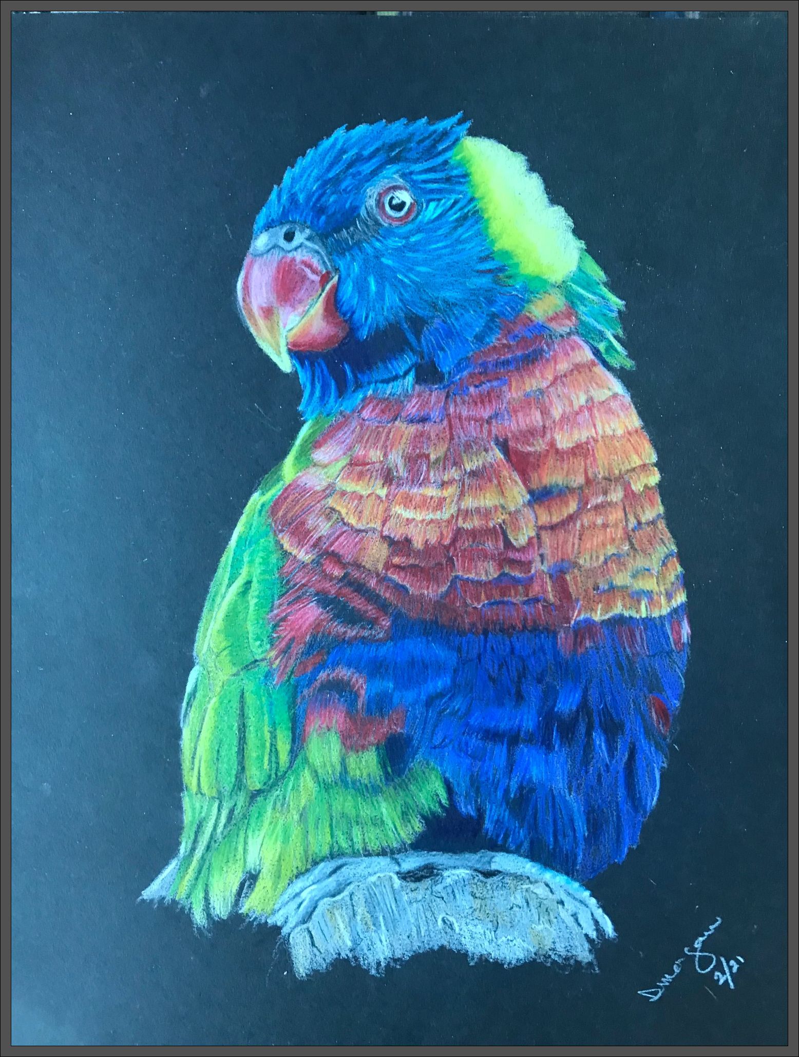 Rainbow Lorikeet